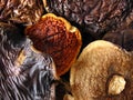 Aromatic mushrooms composition