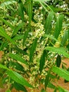 Aromatic neem tree It is dense white flowers and dense green leaves