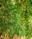Aromatic neem tree It is dense white flowers and dense green leaves
