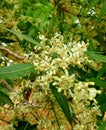 Aromatic neem tree, the scientific name for this tree is Azadirachta indica