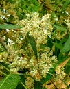 Aromatic neem tree, the scientific name for this tree is Azadirachta indica