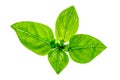 Aromatic plant:Basil leaves over white Royalty Free Stock Photo