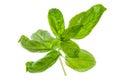 Aromatic plant:Basil leaves over white Royalty Free Stock Photo