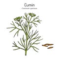 Aromatic plant cumin cuminum cyminum Royalty Free Stock Photo