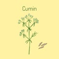Aromatic plant cumin Royalty Free Stock Photo