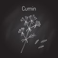 Aromatic plant cumin