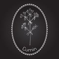 Aromatic plant cumin