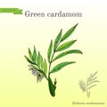 Aromatic plant green or true cardamom elettaria cardamomum .