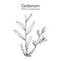 Aromatic plant green or true cardamom elettaria cardamomum