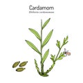Aromatic plant green or true cardamom elettaria cardamomum