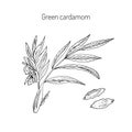 Aromatic plant green or true cardamom