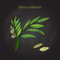 Aromatic plant green or true cardamom