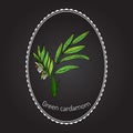 Aromatic plant green or true cardamom