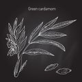 Aromatic plant green or true cardamom