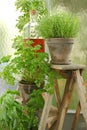 Aromatic plants parsley thyme rosemary in a pot Royalty Free Stock Photo