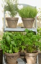 Aromatic plants parsley thyme rosemary in a pot Royalty Free Stock Photo