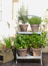 Aromatic plants parsley thyme rosemary in a pot Royalty Free Stock Photo