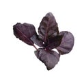 Aromatic red basil sprig isolated. Fresh herb Royalty Free Stock Photo