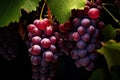 Aromatic Red wine grapes. Generate Ai Royalty Free Stock Photo