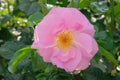 Aromatic rose hip flowerson bush in garden. Roses background in flowers garden. Romantic background.