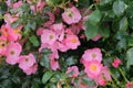 Aromatic rose hip flowerson bush in garden. Roses background in flowers garden. Rose valley.