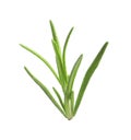 Aromatic rosemary sprig isolated. Fresh herb Royalty Free Stock Photo