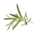 Aromatic rosemary sprig isolated on white. Fresh herb Royalty Free Stock Photo