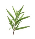 Aromatic rosemary sprig isolated. Fresh herb Royalty Free Stock Photo