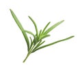 Aromatic rosemary sprig isolated on white. Fresh herb Royalty Free Stock Photo