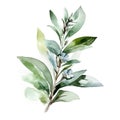 Aromatic Sage Herbs Square Background.