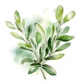 Aromatic Sage Herbs Square Background.