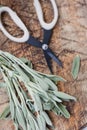 Aromatic sage leaves herbs at kitchen Royalty Free Stock Photo