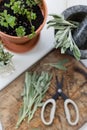 Aromatic sage leaves herbs at kitchen Royalty Free Stock Photo