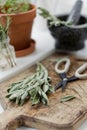 Aromatic sage leaves herbs at kitchen Royalty Free Stock Photo