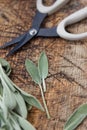 Aromatic sage leaves herbs at kitchen Royalty Free Stock Photo