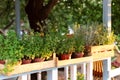 Aromatic spices Growing at home. Kitchen herb plants in pots. Fresh spices herbs on balcony garden in pots. Gardening. Royalty Free Stock Photo