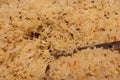 Aromatic and spicy Hyderabadi mutton biryani with the savory fried rice