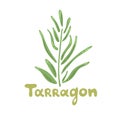 Aromatic tarragon plant, grass for home lemonade. Colorful vector healthy vegetable tarragon. Medical herb and spice. Cooking