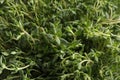 Aromatic thyme sprigs growing as background, closeup. Fresh herb Royalty Free Stock Photo