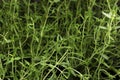 Aromatic thyme sprigs growing as background, closeup. Fresh herb Royalty Free Stock Photo