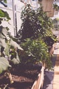 Aromatic urban roof garden