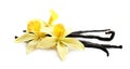 Aromatic vanilla sticks and flowers on white