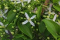 Aromatic white flower all over the frame Royalty Free Stock Photo