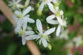 Aromatic white flower all over the frame Royalty Free Stock Photo