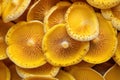 Aromatic Yellow macro fresh mushroom. Generate Ai