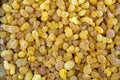 Aromatic yellow resin gum from Sudanese Frankincense tree, incense made of Boswellia sacra tree, Etiopia Royalty Free Stock Photo