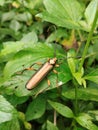 Beetle (Aromia Moschata) on green leaf