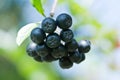 Aronia