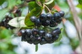 Aronia berries Aronia melanocarpa, Black Chokeberry growing in the garden.