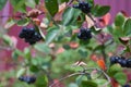 Aronia berries Aronia melanocarpa, Black Chokeberry growing in the garden